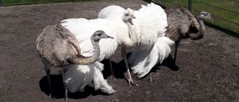 This image for Image Layouts addon