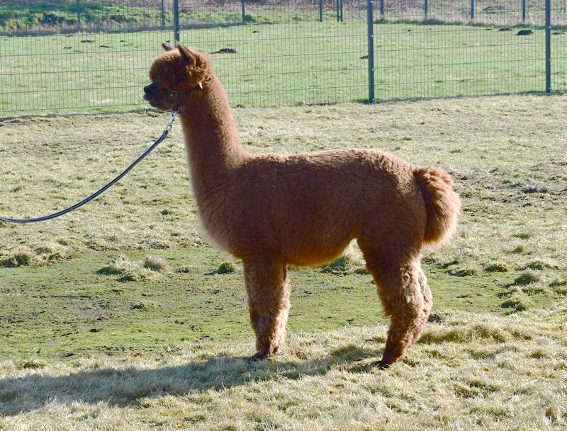 This image for Image Layouts addon