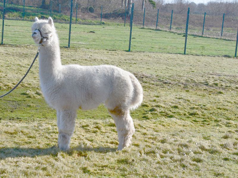 This image for Image Layouts addon